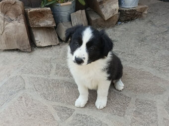 Border kolie
