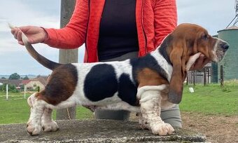 Basset Hound štěňátka s PP