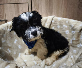 Štěňátko Jorkšírského teriéra