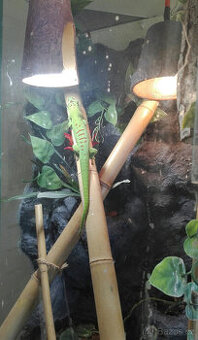 Terárium - plně vybavené ( pro ještěrku.....atd..)