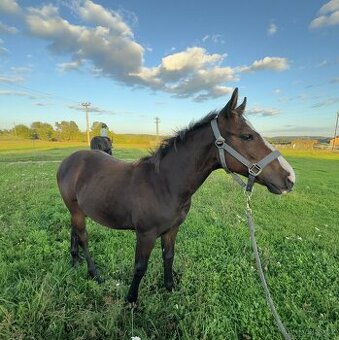 75% appaloosa hřebeček