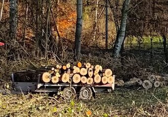 Měkké palivové dřevo