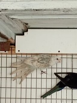 Rosela pestrá modrá