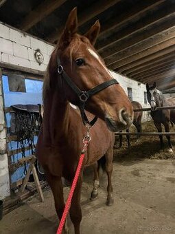 Výměna  za poníka nebo prodej