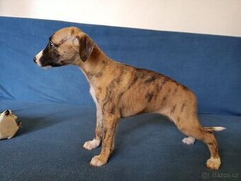 Whippet - štěňátka bez PP