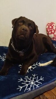 Labradorský retrívr s PP ke krytí