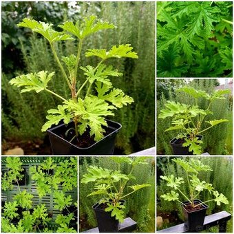 Muškát, citronový Muškát, trvalky, pokojovky, balkonovky