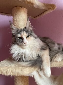 Mainská mývalí s pp