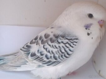 Andulka tcb bílá samec 2025 týden z budky