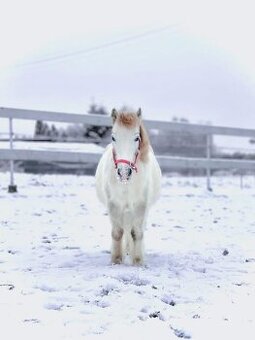 Kobylka s hříbátkem