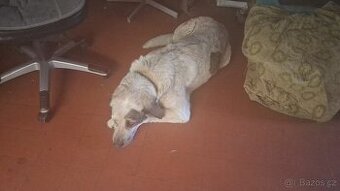 Hledám psa na kryti - 1