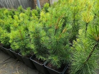 borovice sibiřská - cedr sibiřský