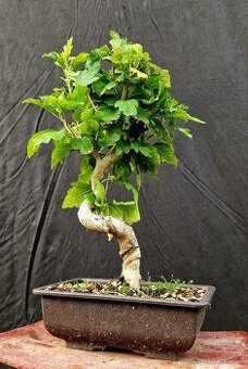 Bonsai,Bonsaj - Ibisek syrsky 1