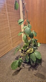 Tetrastigma voinierianum