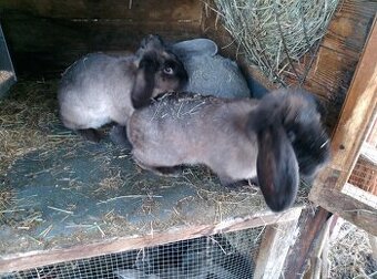 Kříženci francouzský beran