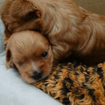 Zlatý jorkšírský teriér -golddust dvě holčičky a kluk