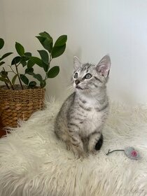 Egyptská Mau koťátko