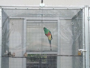 Papoušek mnohobarvý - 1