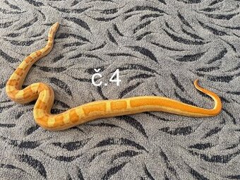 Boa constrictor - Hroznýš královský