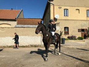 Valach do sportu i rekreace po Grand Step - 1