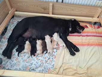 Labradorský retrívr s PP
