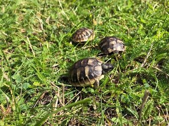 Želva zelenavá - Testudo hermanni
