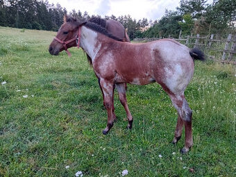 Výcvik jezdců a jízdy na koni.