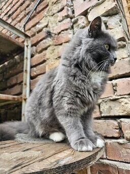 Britská kočka roční modrá a zrzavá