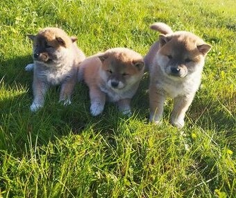 Štěňátka Shiba inu