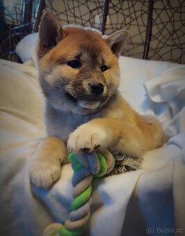 Pejsek Shiba inu