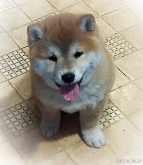 Shiba inu - kluk