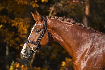 Drezurní westfálský valach