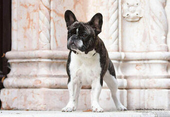 Francouzský buldoček s PP FCI