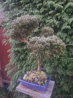 Bonsaj bonsai Jalovec