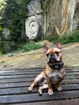 Francouzský buldoček