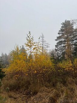 Prodej lesních pozemků k.ú. Úboč