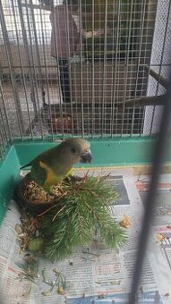 Papoušek senegalský /červenobřichý