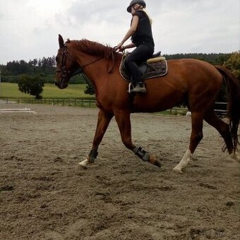 Hledám pronájem koníka