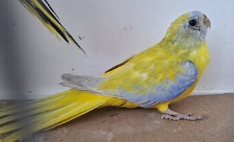 Neoféma tyrkysová žltobruchá