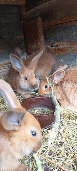 větvičky na ohryz pro králíky a jiné hlodavce - viz text