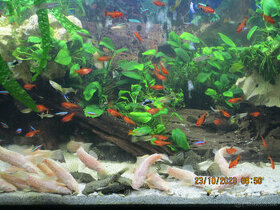 Akvarijní rybičky