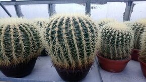 Kaktusy vzrostlé