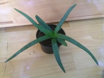 Aloe vera s přírůstky léčivky