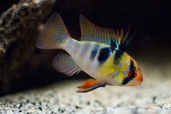 Apistogramma ramirezi