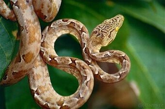 Daruji Corallus hortulanus