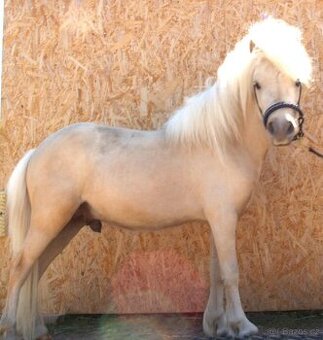 Minihorse