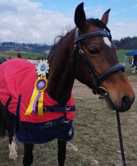 Klisna Pony B