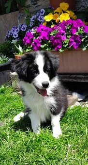 Border kolie s průkazem původu
