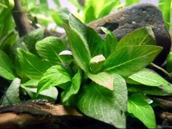 Akvarijní rostlinky