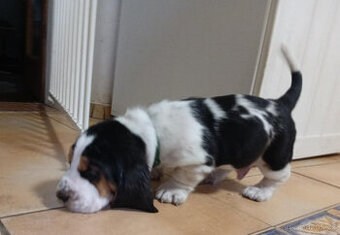 Basset Hound štěňata